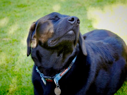 Black Labrador Dog