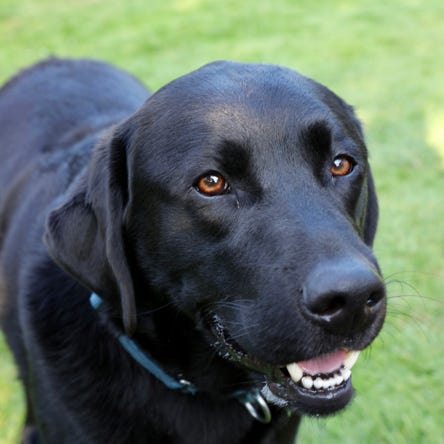 Black Labrador Dog